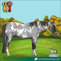 Horse Color:White Spotted Smoky Blue Roan Appaloosa 