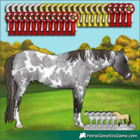 Horse Color:White Spotted Smoky Blue Roan Varnish