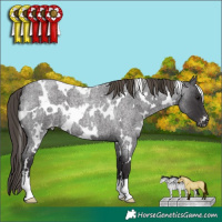 Horse Color:White Spotted Smoky Blue Roan Appaloosa 
