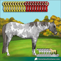 Horse Color:White Spotted Smoky Blue Roan Appaloosa 