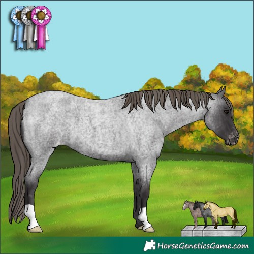 Horse Color:Smoky Blue Roan Appaloosa