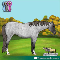 Horse Color:Smoky Blue Roan Appaloosa