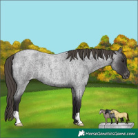 Horse Color:Smoky Blue Roan Appaloosa