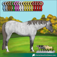 Horse Color:Smoky Blue Roan Appaloosa