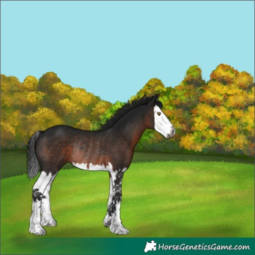 Horse Color:Gray Brown Splash Rabicano 