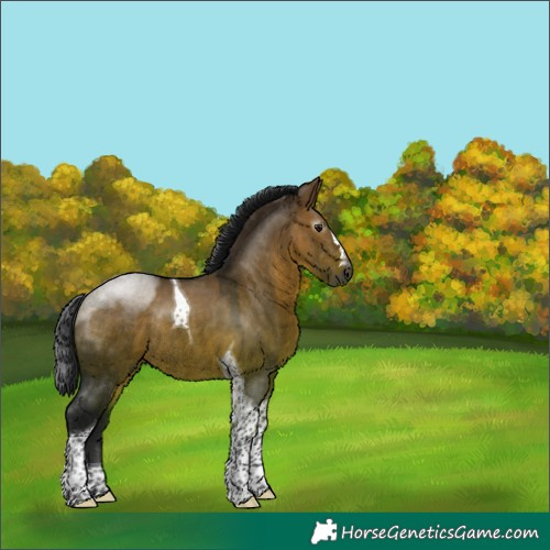 Horse Color:Gray Brown Dun Tobiano Rabicano 