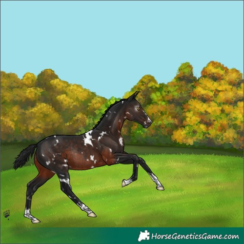 Horse Color:Gray White Spotted Brown Rabicano 