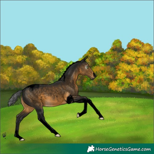 Horse Color:Gray Void Buckskin Tobiano Rabicano 
