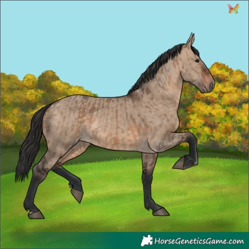Horse Color:Brown Dun  and Brown Dun 