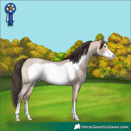 Horse Color:Amber Champagne Roan Frame 