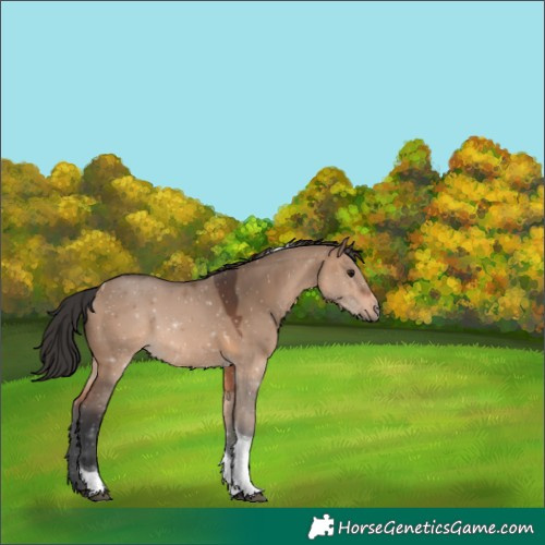 Horse Color:Unknown 
