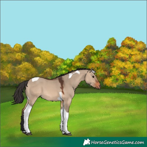 Horse Color:Brown Dun Tobiano