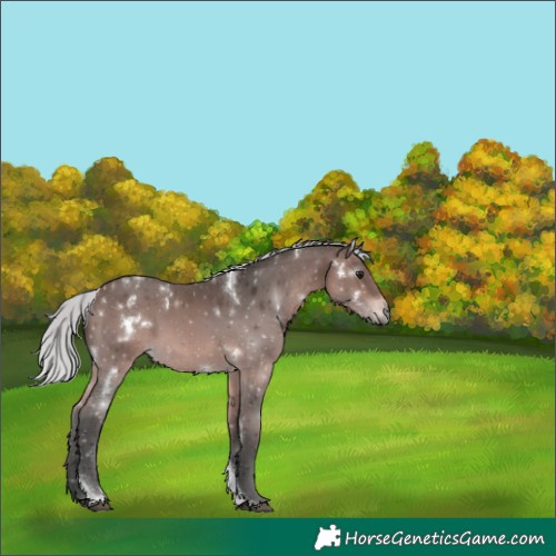 Horse Color:Gray Platinum White Spotted Silver Bay Tobiano Appaloosa