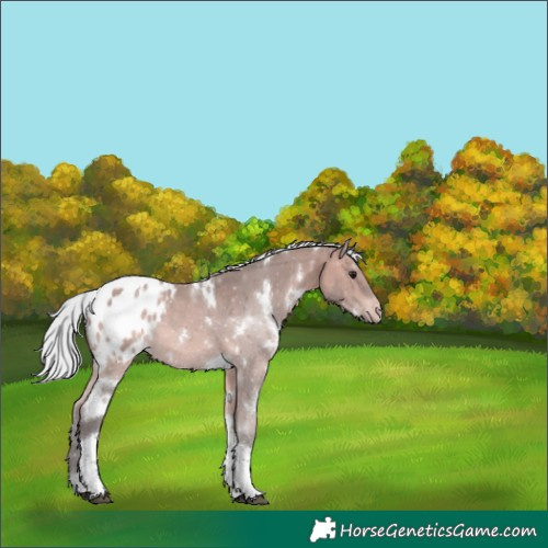 Horse Color:Platinum White Spotted Silver Bay Tobiano Appaloosa 
