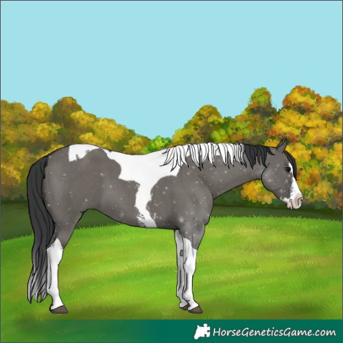 Horse Color:Grullo Sabino Splash Tobiano