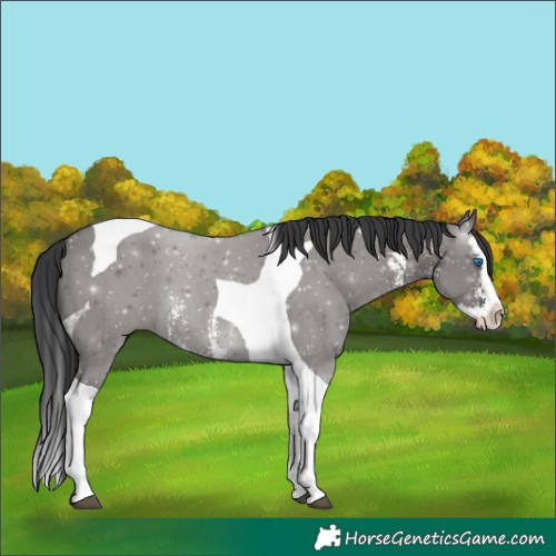 Horse Color:Grullo Sabino Splash Tobiano