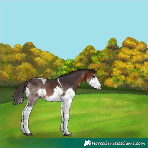 Horse Color:Brown Splash Tobiano 