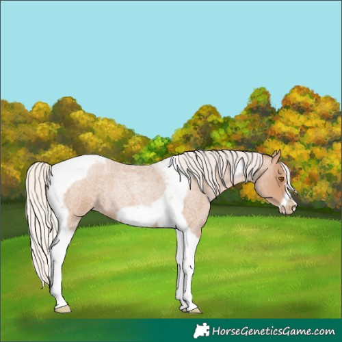 Horse Color:Silver Blue Roan Pearl Tobiano Frame 