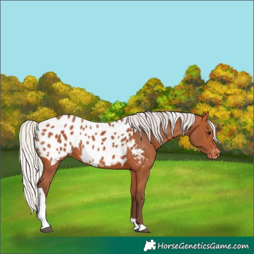 Horse Color:Silver Bay Tobiano Appaloosa 