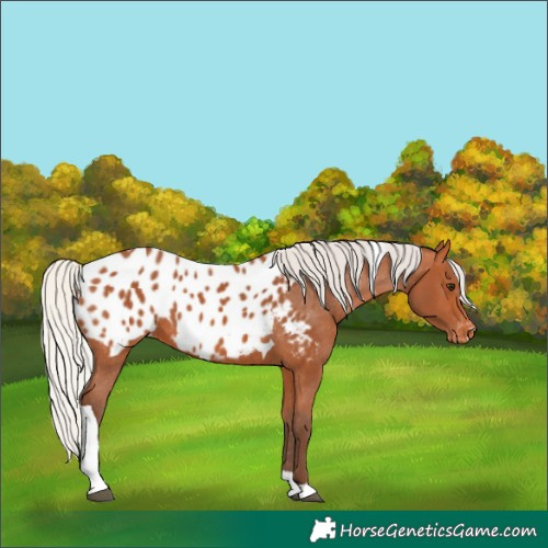 Horse Color:Silver Bay Tobiano Appaloosa