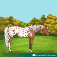 Horse Color:Silver Bay Tobiano Appaloosa 