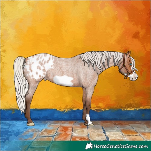 Horse Color:Silver Bay Roan Frame Appaloosa 