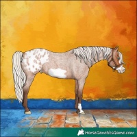 Horse Color:Silver Bay Roan Frame Appaloosa