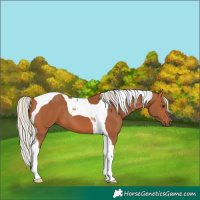 Horse Color:Silver Bay Tobiano 