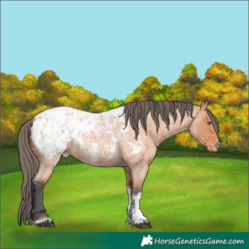 Horse Color:Bay Roan Merle Tobiano Blanket