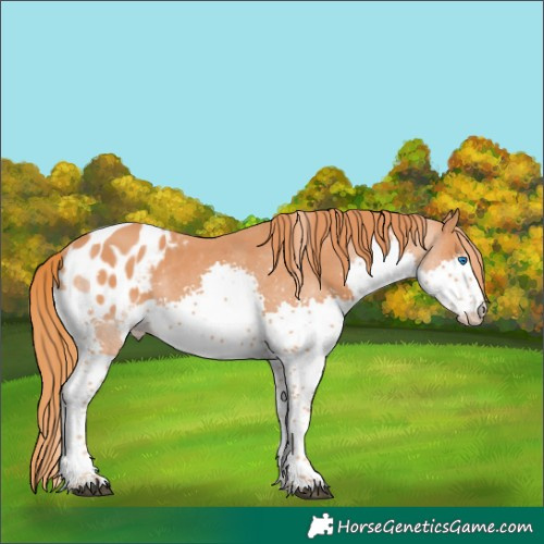 Horse Color:Chestnut Splash Tobiano Blanket Rabicano 