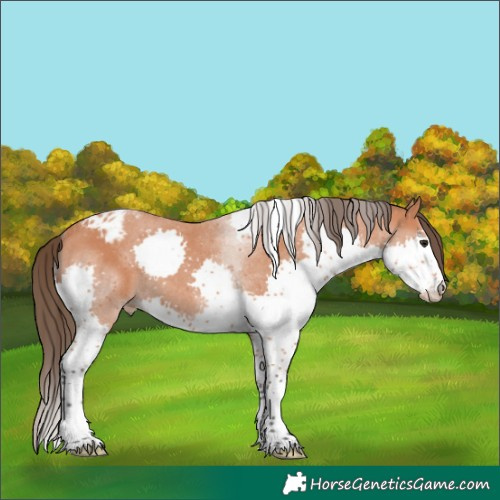 Horse Color:Bay Splash Tobiano Varnish Rabicano 