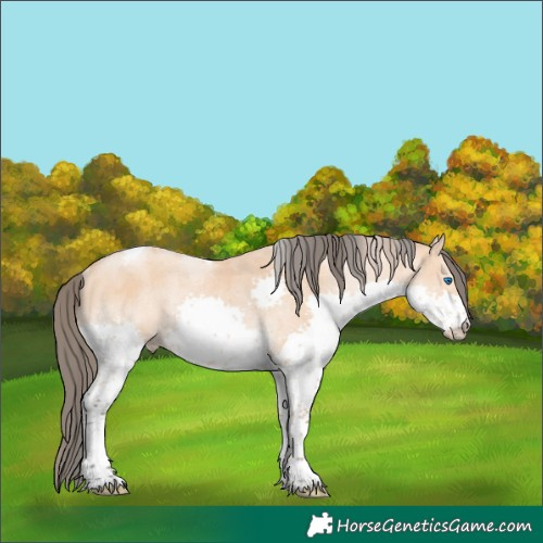 Horse Color:Bay Dun Merle Splash Tobiano Rabicano 