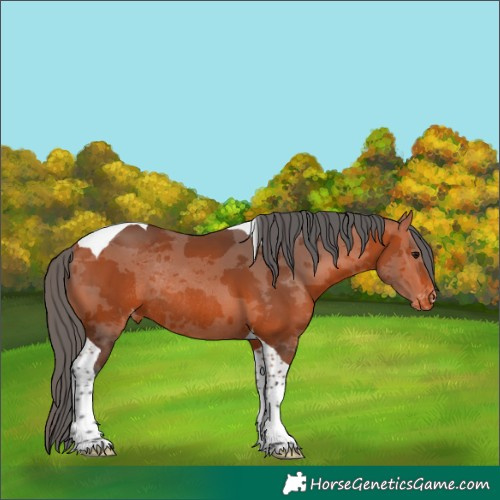 Horse Color:Bay Merle Tobiano Varnish Rabicano