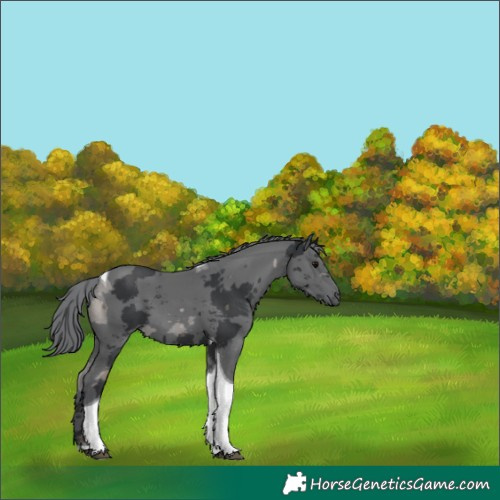 Horse Color:Black Merle Tobiano 