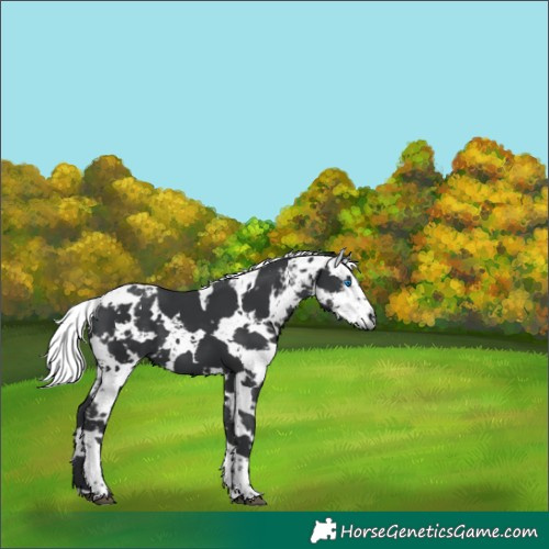 Horse Color:Black Harlequin Merle Tobiano 