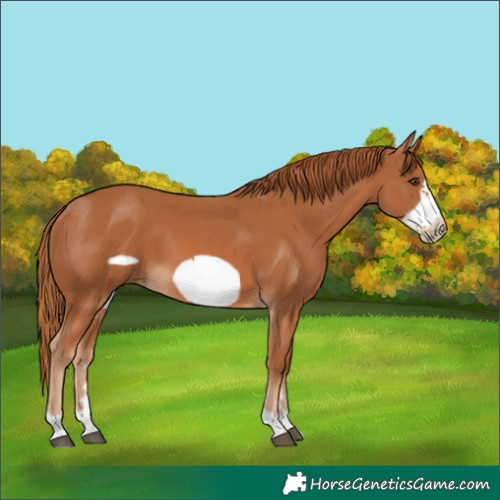 Horse Color:Chestnut Frame 