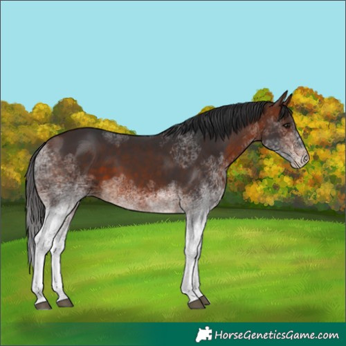 Horse Color:White Spotted Bay 