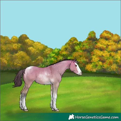 Horse Color:Buckskin Dun Splash Tobiano 
