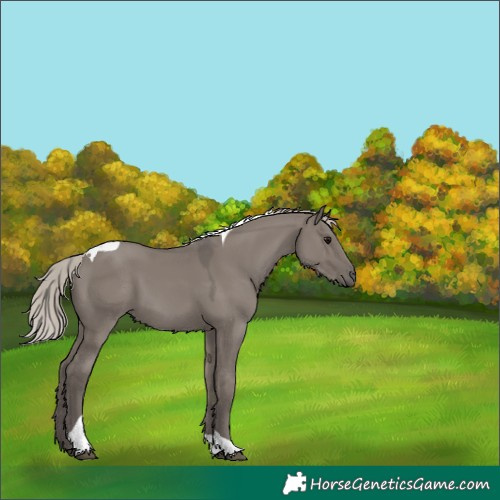 Horse Color:Silver Grullo Tobiano 