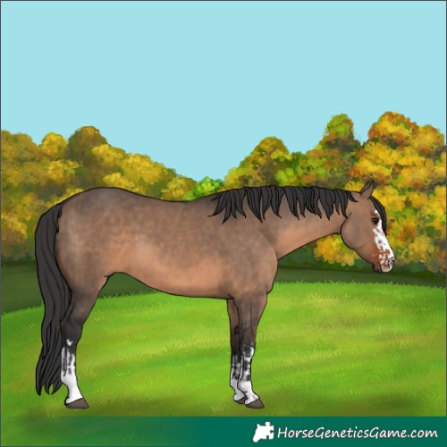 Horse Color:Brown Dun  and Brown Dun 