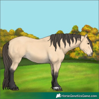 Horse Color:Buckskin 