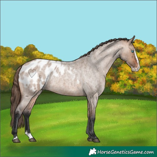 Horse Color:Unknown 