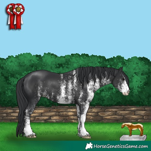 Horse Color:White Spotted Black