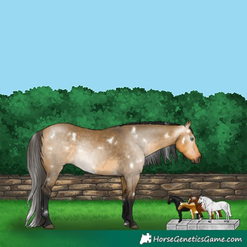 Horse Color:Gray White Spotted Buckskin Dun Rabicano 