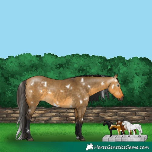 Horse Color:Gray White Spotted Buckskin Dun Rabicano