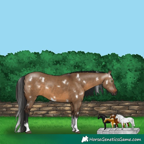 Horse Color:Gray White Spotted Brown Dun Tobiano Rabicano
