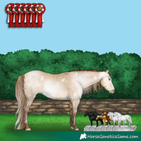 Horse Color:Gray White Spotted Buckskin Pearl Dun Rabicano 
