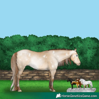 Horse Color:Gray White Spotted Buckskin Pearl Dun Rabicano 