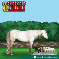 Horse Color:Gray White Spotted Buckskin Pearl Dun Rabicano 