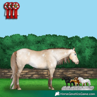 Horse Color:Gray White Spotted Buckskin Pearl Dun Rabicano 